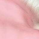 Viki @@@@@@@@@ фотография #4 (источник - https://vk.com/id141663195)