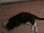 Фотография Аверкиева Алексея