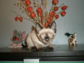 Фотография Шульгиновой Натальи