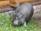 Фотография Табуева Дмитрия