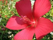 Фотография Перовой Тани