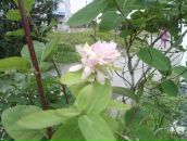 Фотография Романовой Галины