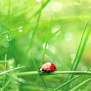 Марія Ленюк фотография #46 (источник - https://vk.com/id141764218)