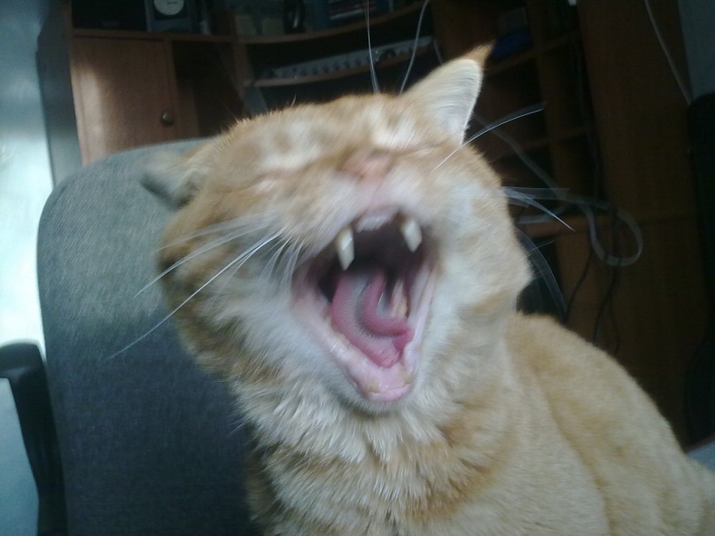 Стёпа Тимофеев фотография #34