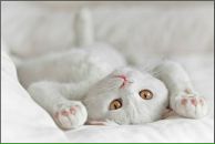 Аліна Смілка фотография #10 (источник - https://vk.com/id132073314)