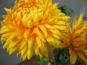 Тетяна Мацібора фотография #26 (источник - https://vk.com/id40878644)