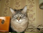 Александр Киреев фотография #10 (источник - https://vk.com/id4121643)