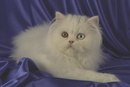 Марія Рошко фотография #35 (источник - https://vk.com/id162897471)