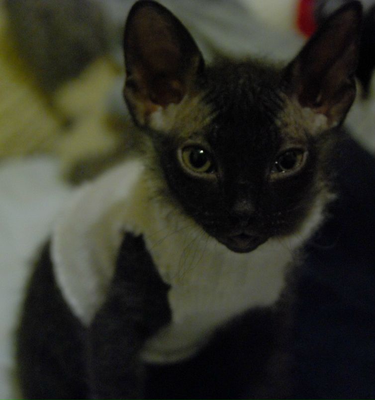 Даниил Стариченко фотография #49