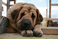 Ілона Циганок фотография #26 (источник - https://vk.com/id157668526)