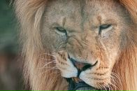 Софія Каштан фотография #1