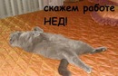 Олексій Сайненко фотография #36 (источник - https://vk.com/id120942362)