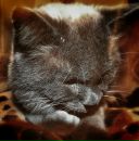 Марічка Велічко фотография #11 (источник - https://vk.com/id7755192)