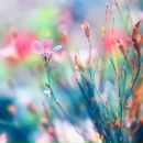 Фотография Шарпаловой Елены