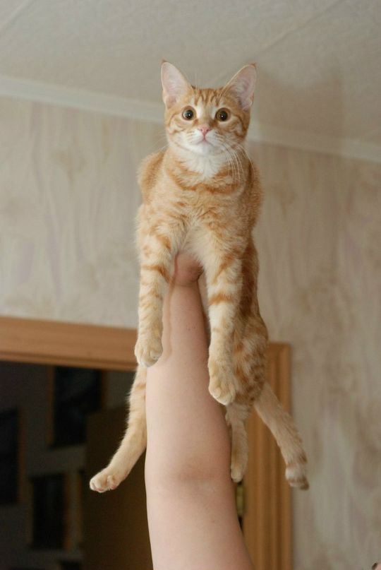 Дмитрий Яковлев фотография #48