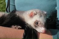 Фотография Горделадзе Яны