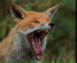 Фотография Madness Евгении