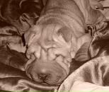 Фотография Шатовой Полины