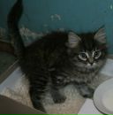 Фотография Аскеровой Катерины