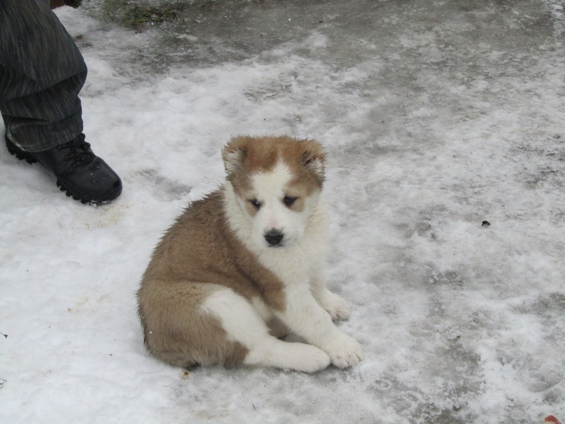 Василий Тихонов фотография #33