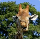 Фотография Мамаевой Оли