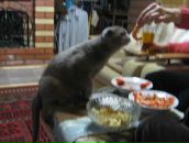 Сергей Богачев фотография #11 (источник - https://vk.com/id60253868)