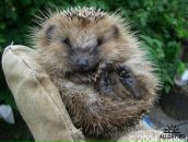 Фотография Бувашкина Анна