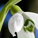 Аня Зволіньска фотография #12 (источник - https://vk.com/id165382279)