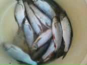 Саша Півень фотография #49 (источник - https://vk.com/id137847434)