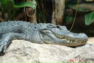 Руслан ... фотография #43 (источник - https://vk.com/id32732)