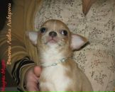 Фотография Головиной Елены