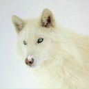 Євген Квас фотография #41 (источник - https://vk.com/id39091374)