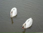 Леся Грабінська фотография #8 (источник - https://vk.com/id42603771)