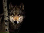 Фотография Богомолова Эдуарда