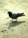 Анна Полякова фотография #20 (источник - https://vk.com/id27090173)