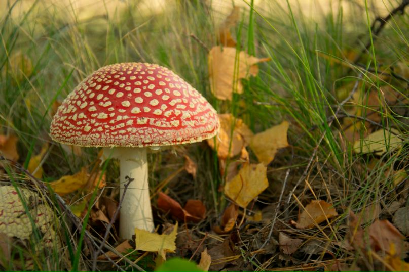 Дмитрий Клочков фотография #34