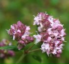 Фотография Roslin Laura