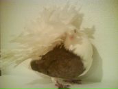 Ігор Кіріченко фотография #1