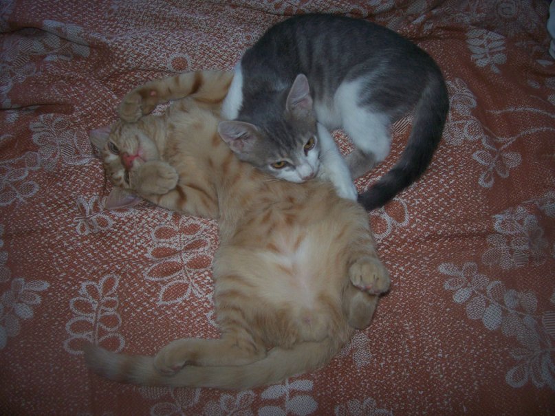 Александра Ищенко фотография #43