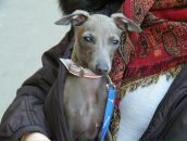 Фотография Соколова Александра