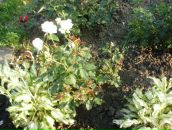 Соломія Юрченко фотография #37 (источник - https://vk.com/id80727518)