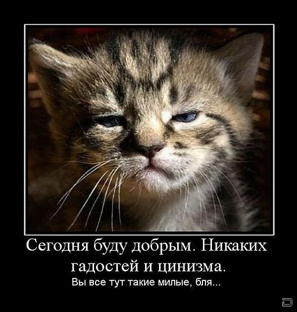 Костик Малков фотография #20
