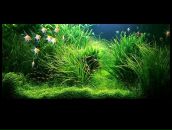 Фотография Вакуров Антоний