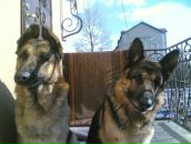 Віталік Гайдук фотография #44 (источник - https://vk.com/id79282268)