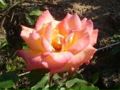 Фотография Варнаковой Елены