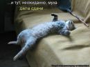 Ірина Демешкіна фотография #24 (источник - https://vk.com/id60720086)