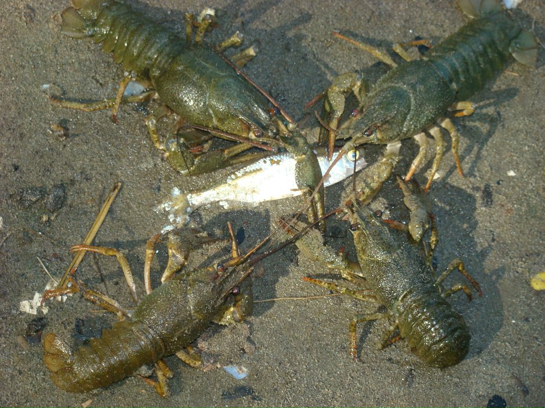 Иван Усик фотография #8