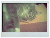 Фотография Vozbranniy Dmitriy