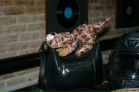 Квеста Нова фотография #45 (источник - https://vk.com/id3655549)