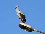 Фотография Головачева Григория